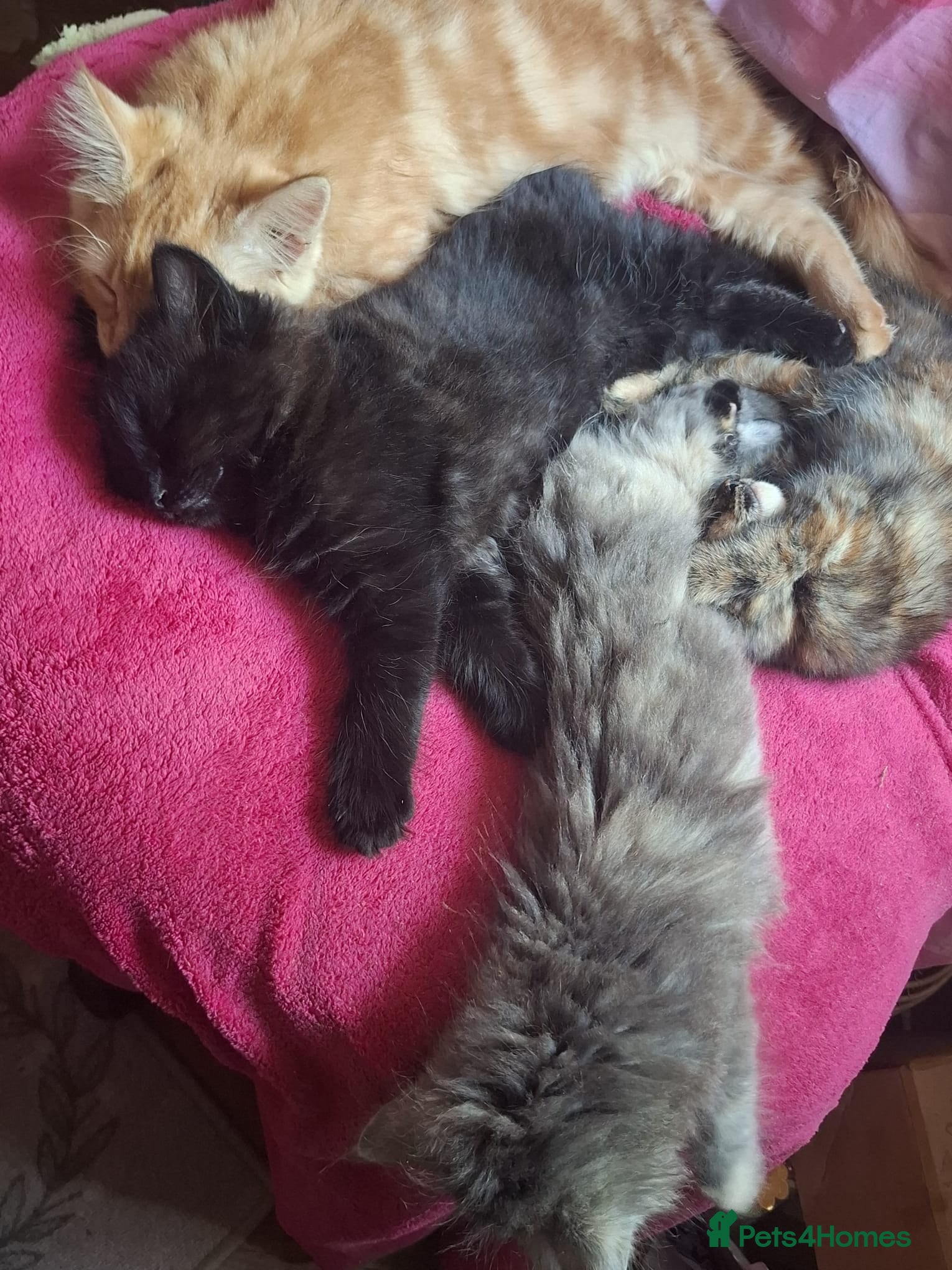 Mixed Breed cats Beautiful Kittens 😻 - Advert 2