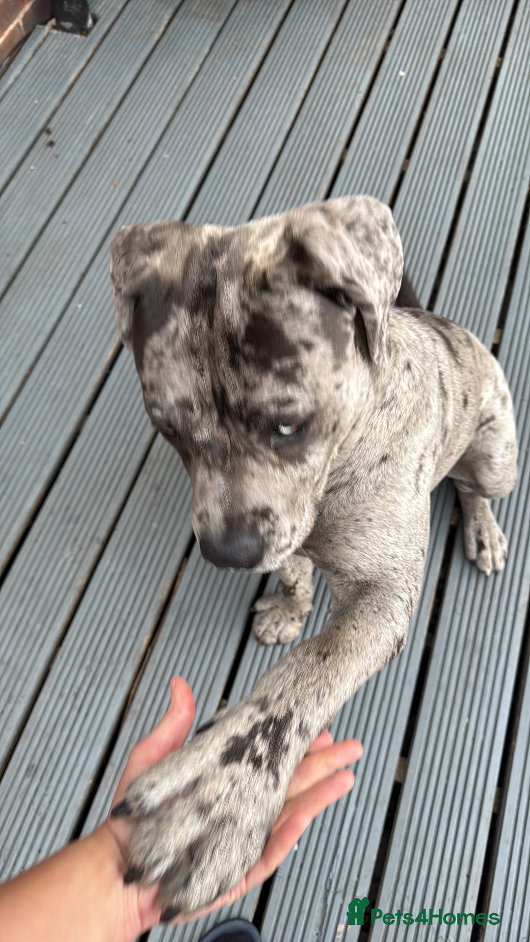 Cane Corso dogs for sale: Cane corso for Re-homing - Image 4