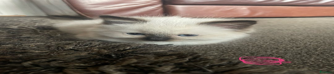 Ragdoll Kitten 1