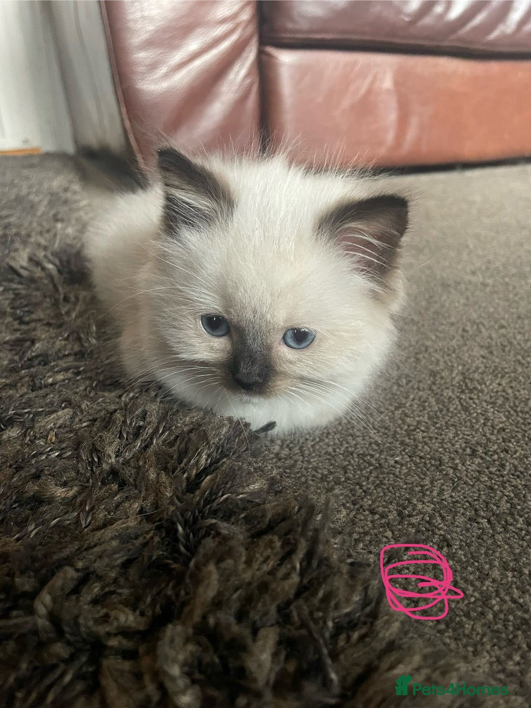 Ragdoll cats for sale: Ragdoll kittens - Image 5