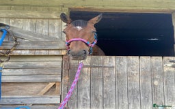 Irish Sports horses for sale: Teens horse / mother / daughter share - Image 23