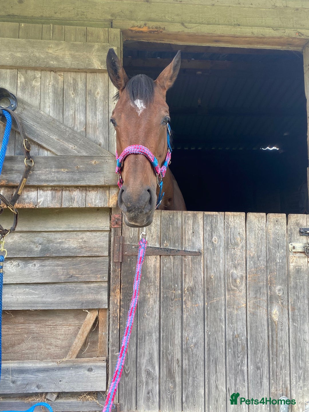 Irish Sports horses for sale: Teens horse / mother / daughter share - Image 23