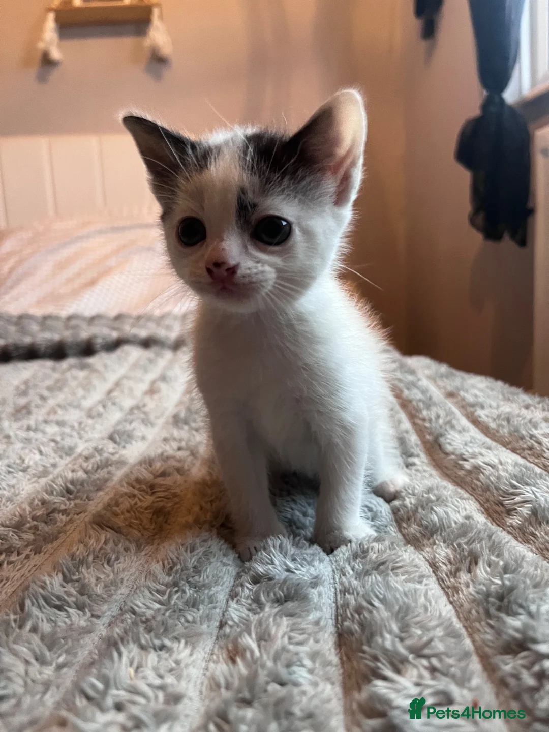 Mixed Breed cats for sale: Beautiful kittens for sale  in Wallsend - Advert 2