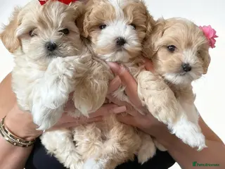Maltipoo dogs 💫 LUXURY F1 MALTIPOO LAST BOY❗🩵 - Advert 17