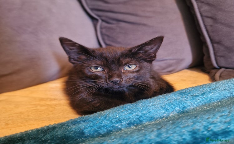 Domestic Shorthair cats for sale - Advert 1