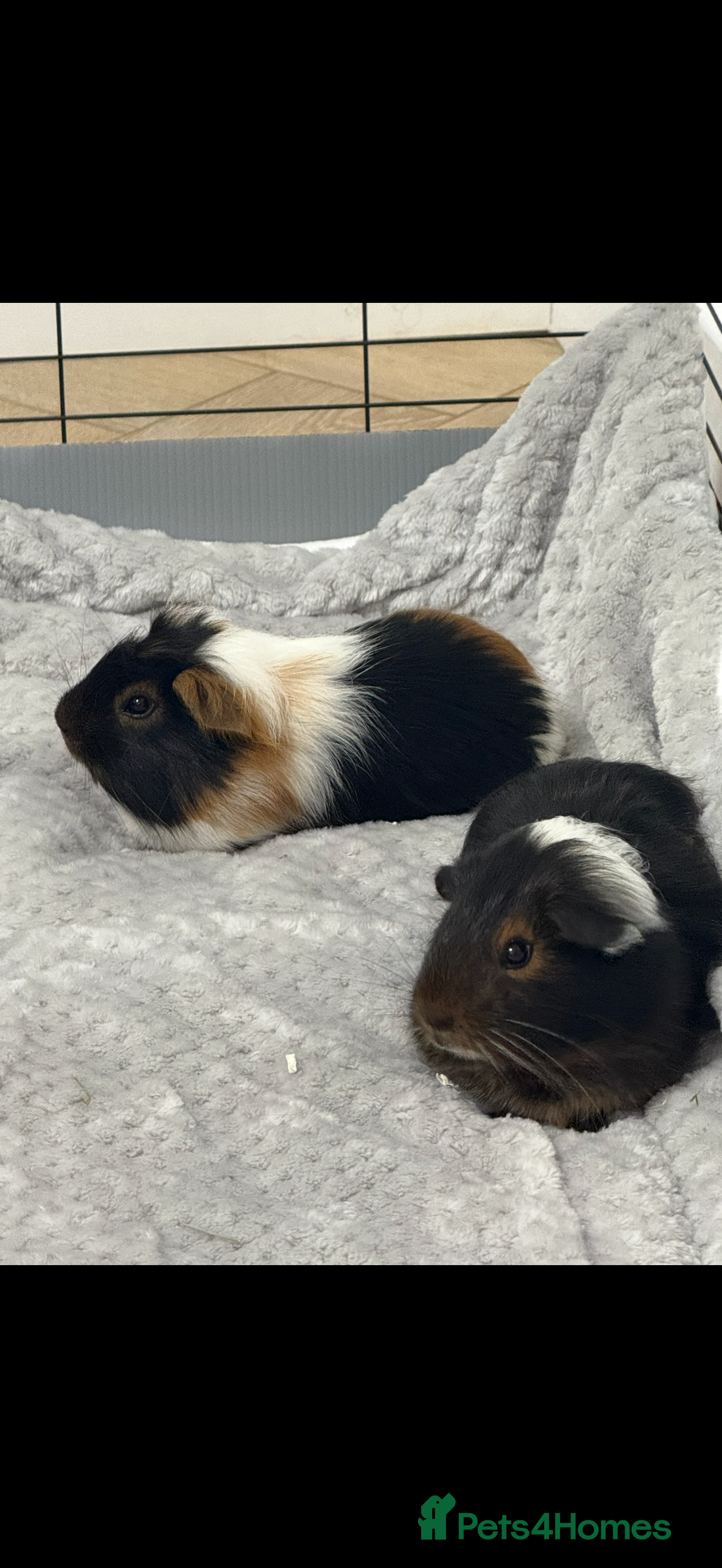 Guinea Pig rodents Two bonded female guinea pigs  - Advert 1