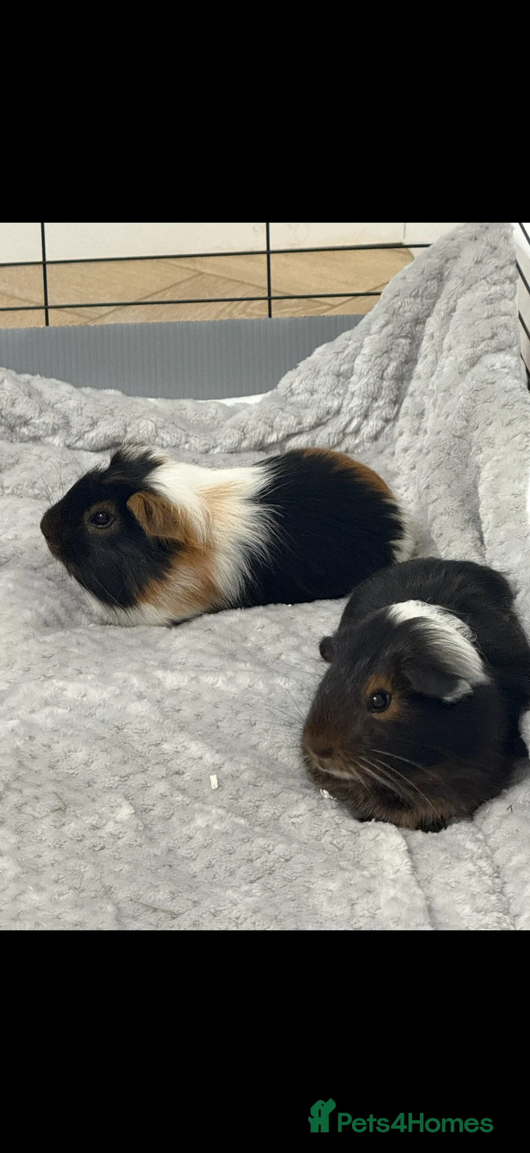 Guinea Pig rodents for sale: Two bonded female guinea pigs  - Advert 1