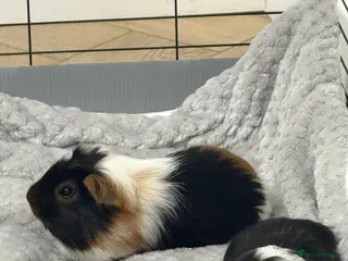 Guinea Pig rodents Two bonded female guinea pigs - Advert 1