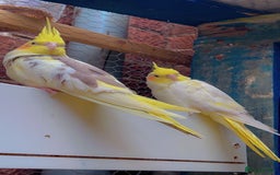 Parakeets birds for sale: Male cockatiel - Image 2