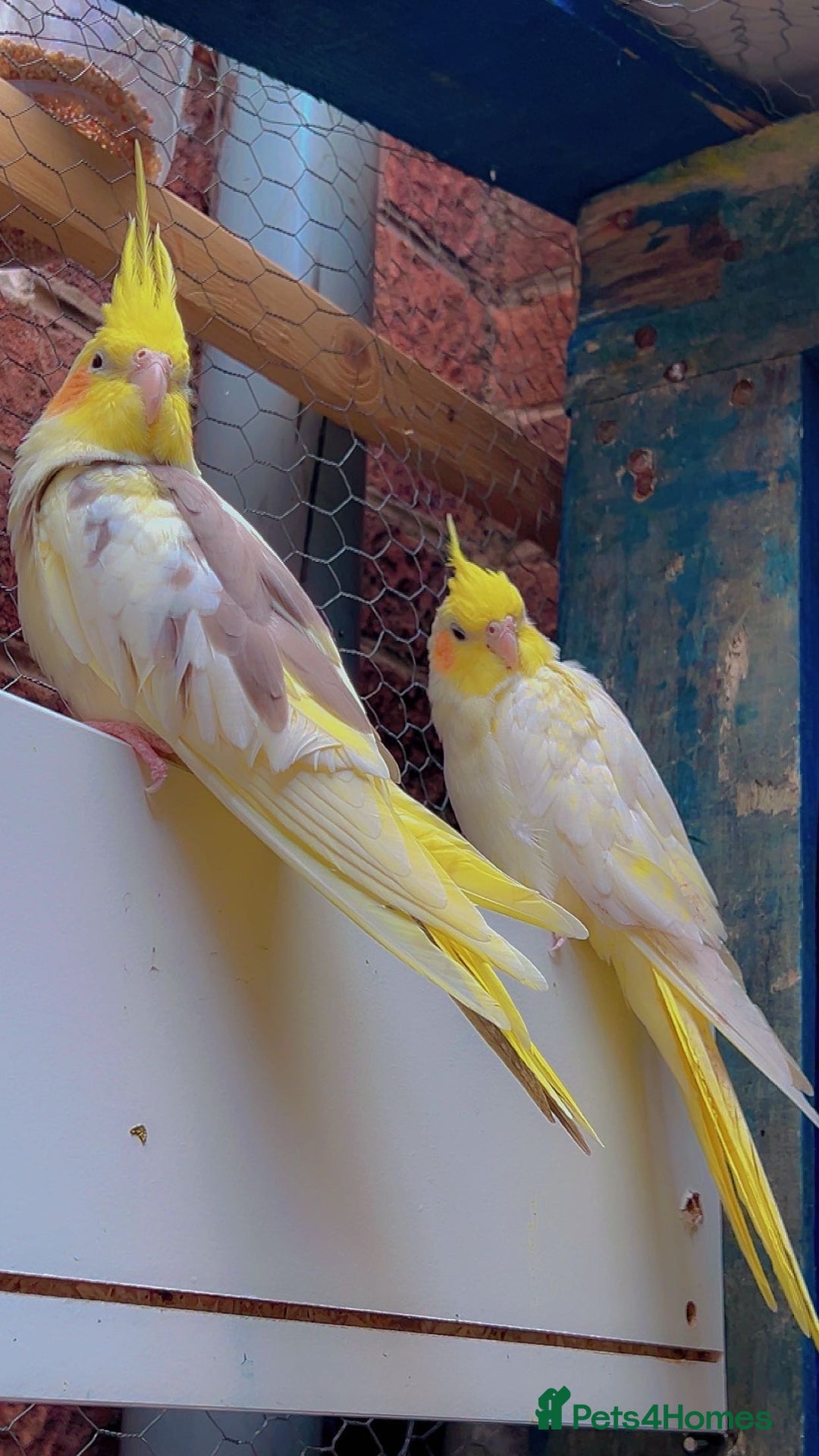 Parakeets birds for sale: Male cockatiel - Image 2