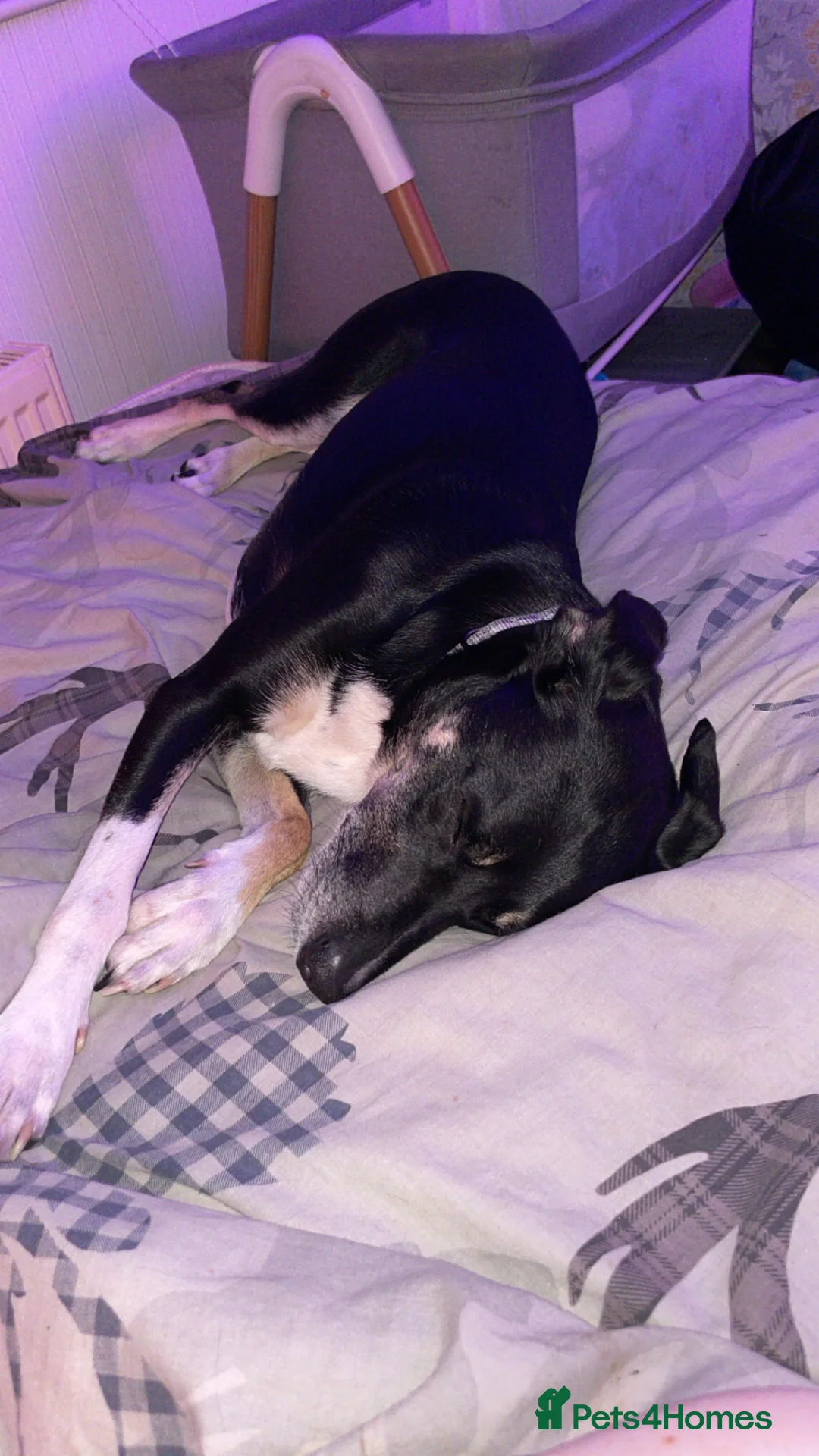 Mixed Breed dogs for sale: Max the border collie - Advert 2