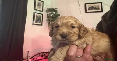 Cocker Spaniel dogs - Advert 16