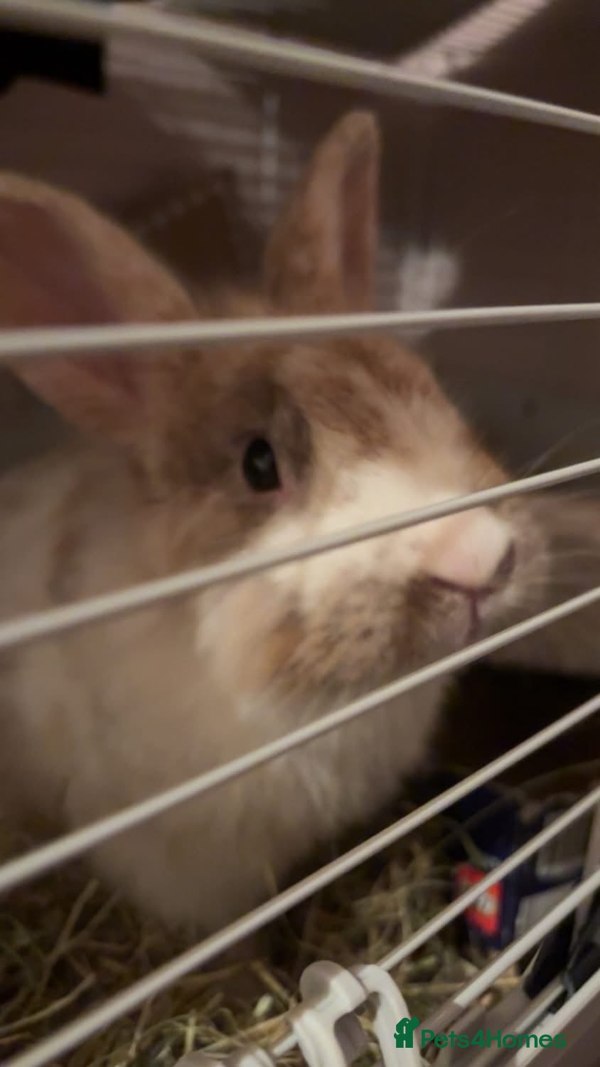 Lionhead rabbits Male Rabbit For Rehoming  - Advert 10