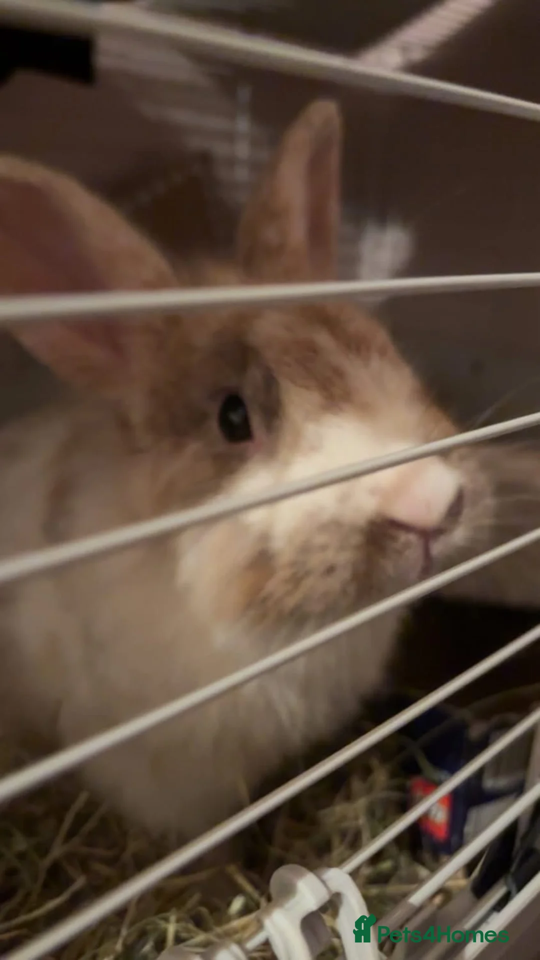 Lionhead rabbits for sale: Male Rabbit For Rehoming  in Derby - Advert 1