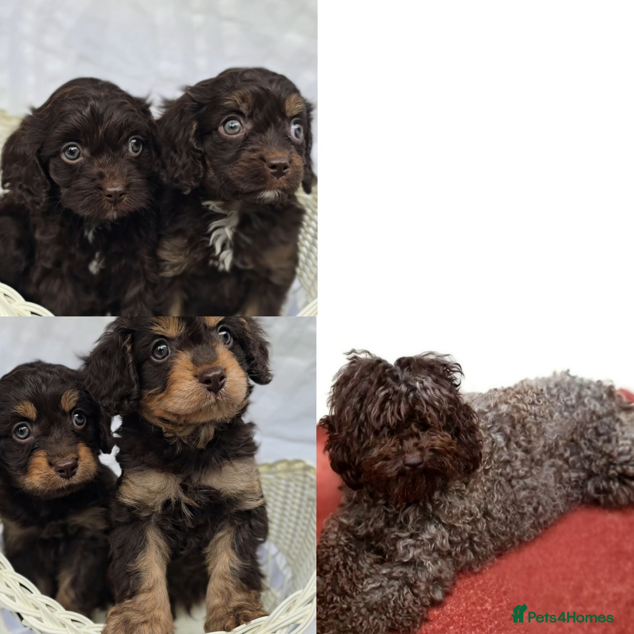 Cavapoo dogs Miniature rich chocolate & tan Cavapoo puppies  - Advert 2