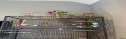 Budgerigars birds for sale: Two budgies, male and female  in Bristol - Advert 3