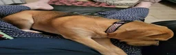 Mixed Breed dogs for adoption: Poppy - Advert 5