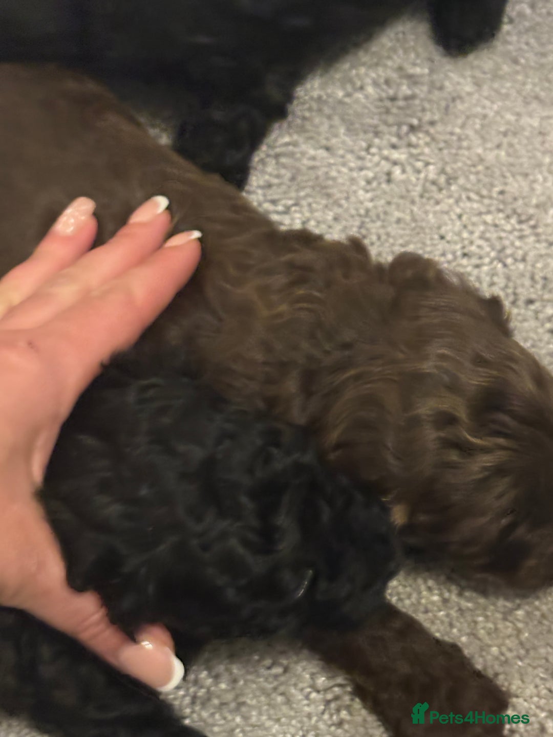 Cockapoo dogs for sale: Beautiful cockapoo puppies for sale - Advert 17