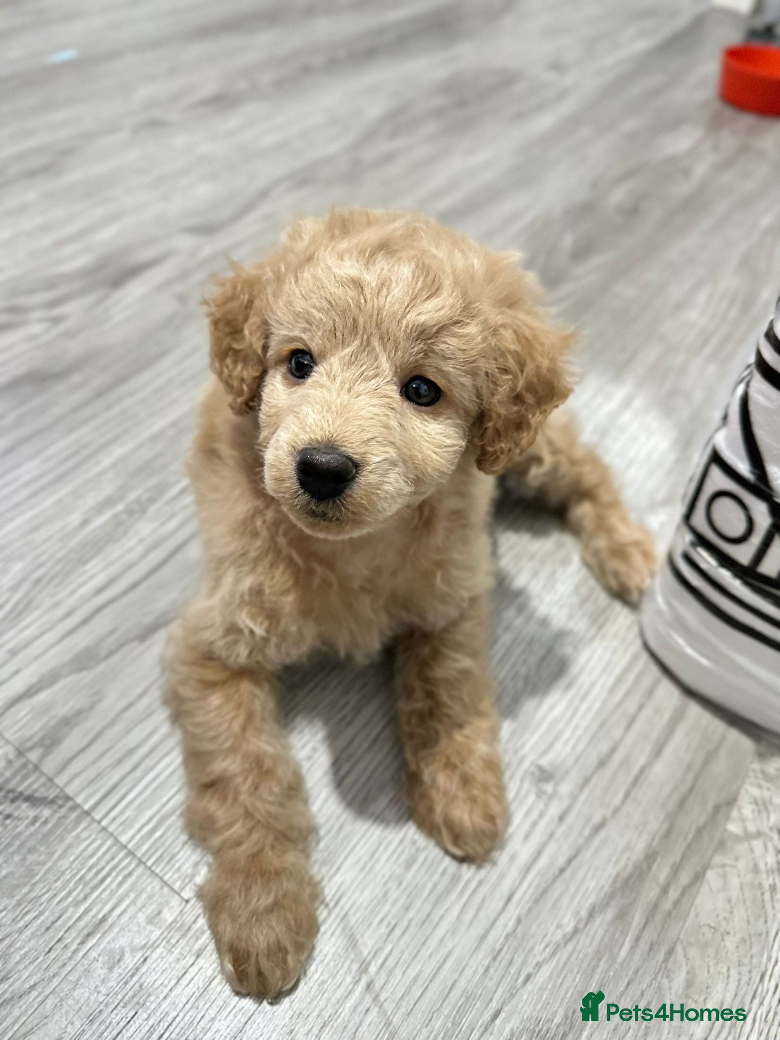 Cockapoo dogs Five Cockapoo all female  - Advert 8