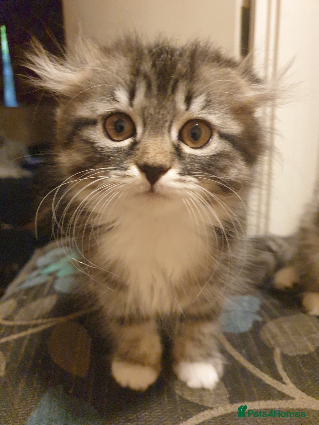 Scottish Fold cats for sale: Adorable kittens❤ - Advert 2