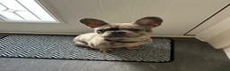 French Bulldog dogs for sale: Male - merle grey French bulldog  - Advert 4