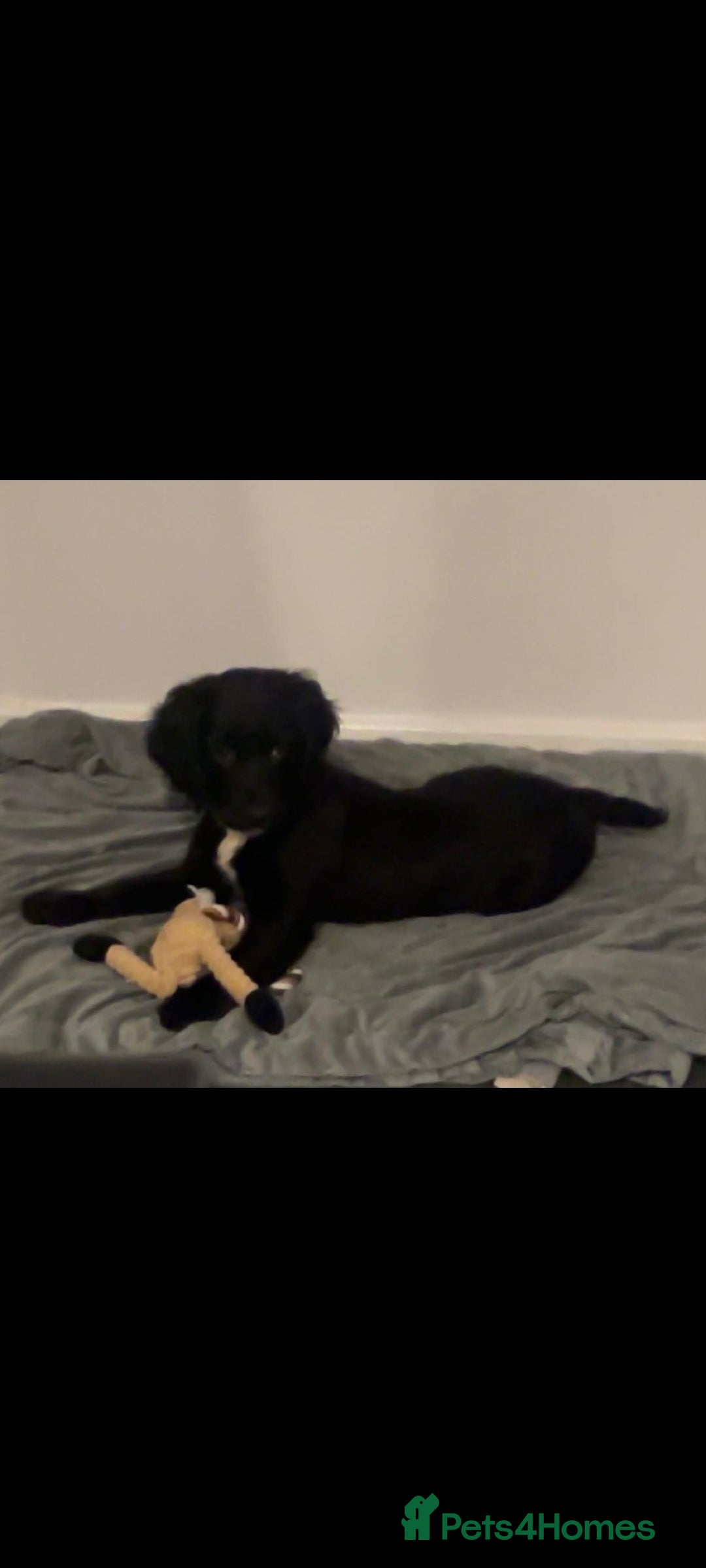 Sprocker dogs F1 SPROCKER SPANIELS ( 1 BOY LEFT )  - Advert 4