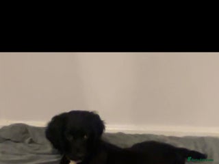 Sprocker dogs F1 SPROCKER SPANIELS ( 1 BOY LEFT ) - Advert 5