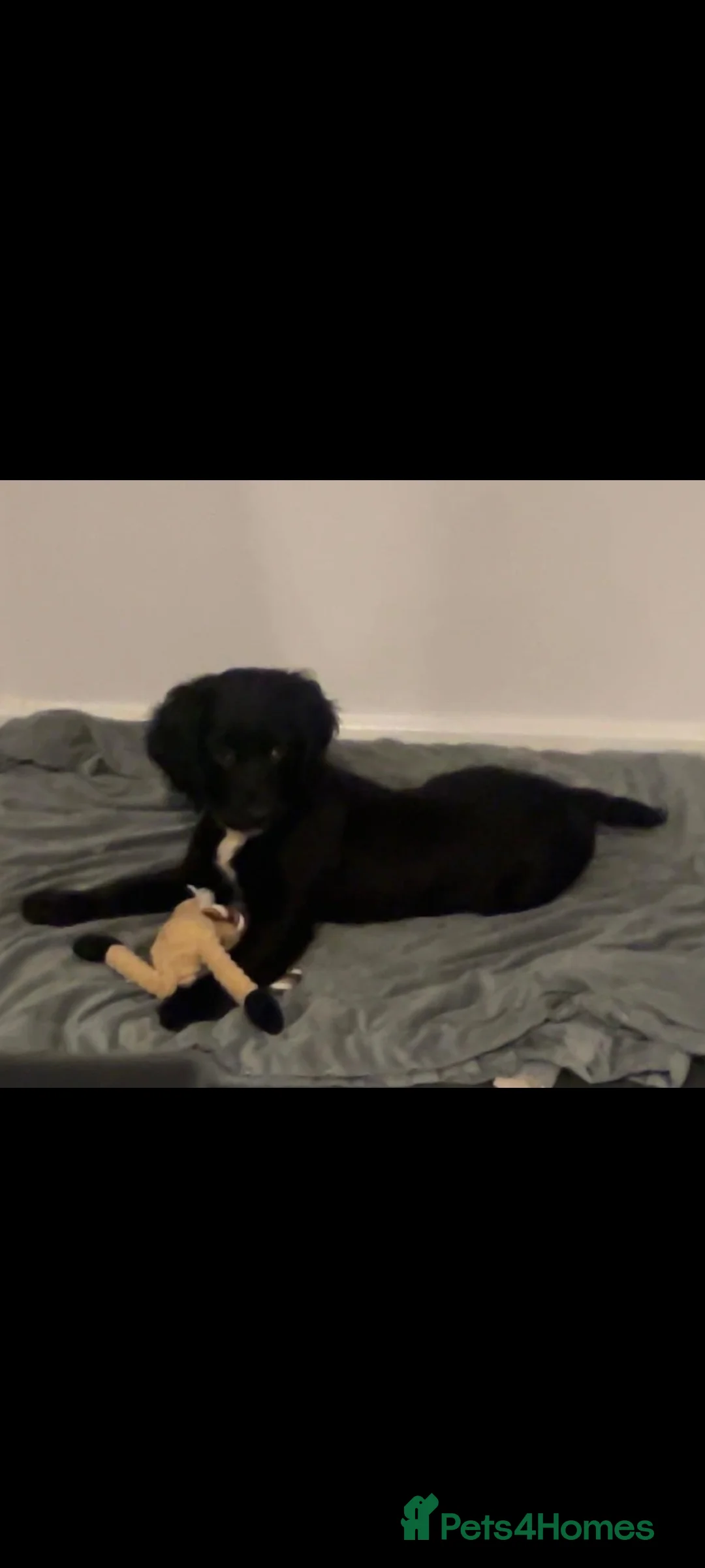 Sprocker dogs for sale: F1 SPROCKER SPANIELS ( 1 BOY LEFT )  - Advert 5