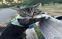 British Shorthair cats for sale: Free adopt 2Lovely Cats Looking for a Loving Home - Image 2