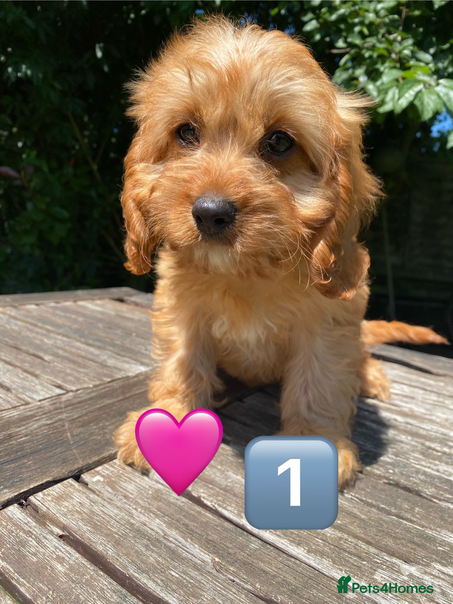 Cavapoo dogs F1 Cavapoo girls,fully vaccinated,Ready now. - Advert 18