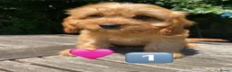 Cavapoo dogs for sale: F1 Cavapoo girl,Ready now. - Advert 1