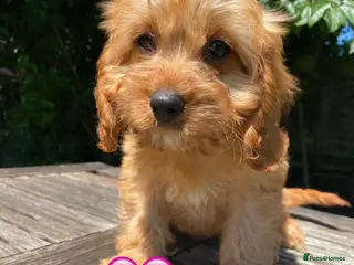 Cavapoo dogs F1 Cavapoo girls,fully vaccinated,Ready now. - Advert 3