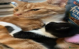 Mixed Breed cats for sale: Cute Adorable Kittens for Sale - Image 10