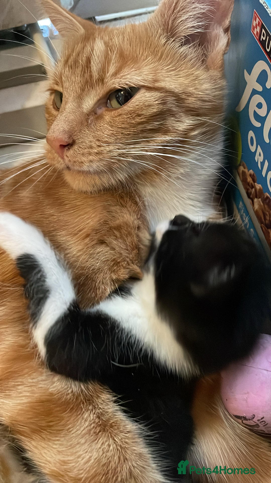 Mixed Breed cats for sale: Cute Adorable Kittens for Sale - Image 10
