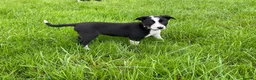 Border Collie dogs for sale: 5 Boarder Collie Puppies 8 weeks ready now in Ashbourne - Advert 3