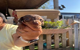 Miniature Dachshund dogs for sale: Beautiful miniature dachshund pups  - Image 2