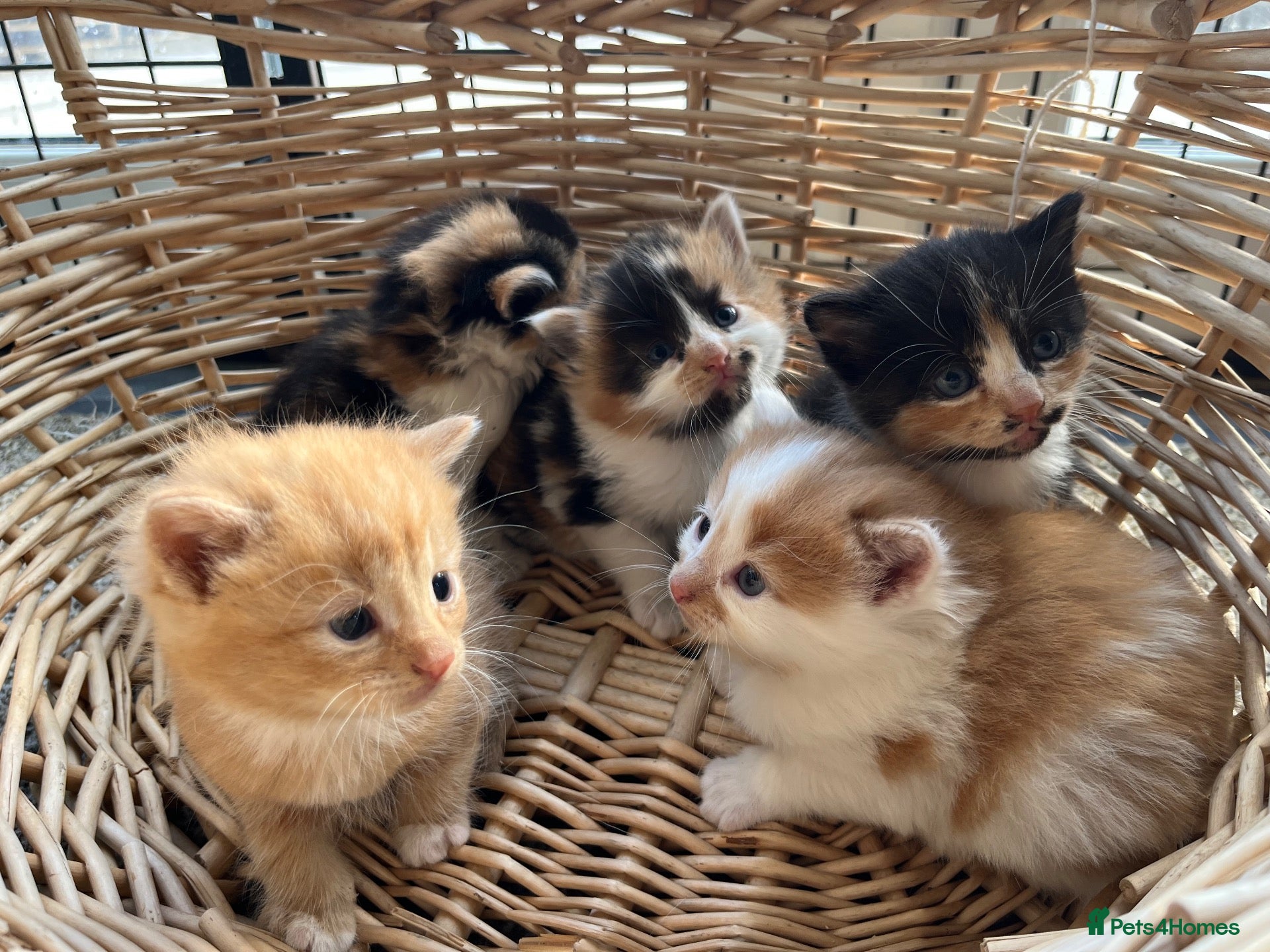 Mixed Breed cats Stunning tortoiseshell/ ginger long/mid hair kits - Advert 1