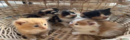 Mixed Breed cats for sale: Stunning tortoiseshell/ ginger long/mid hair kits - Advert 1