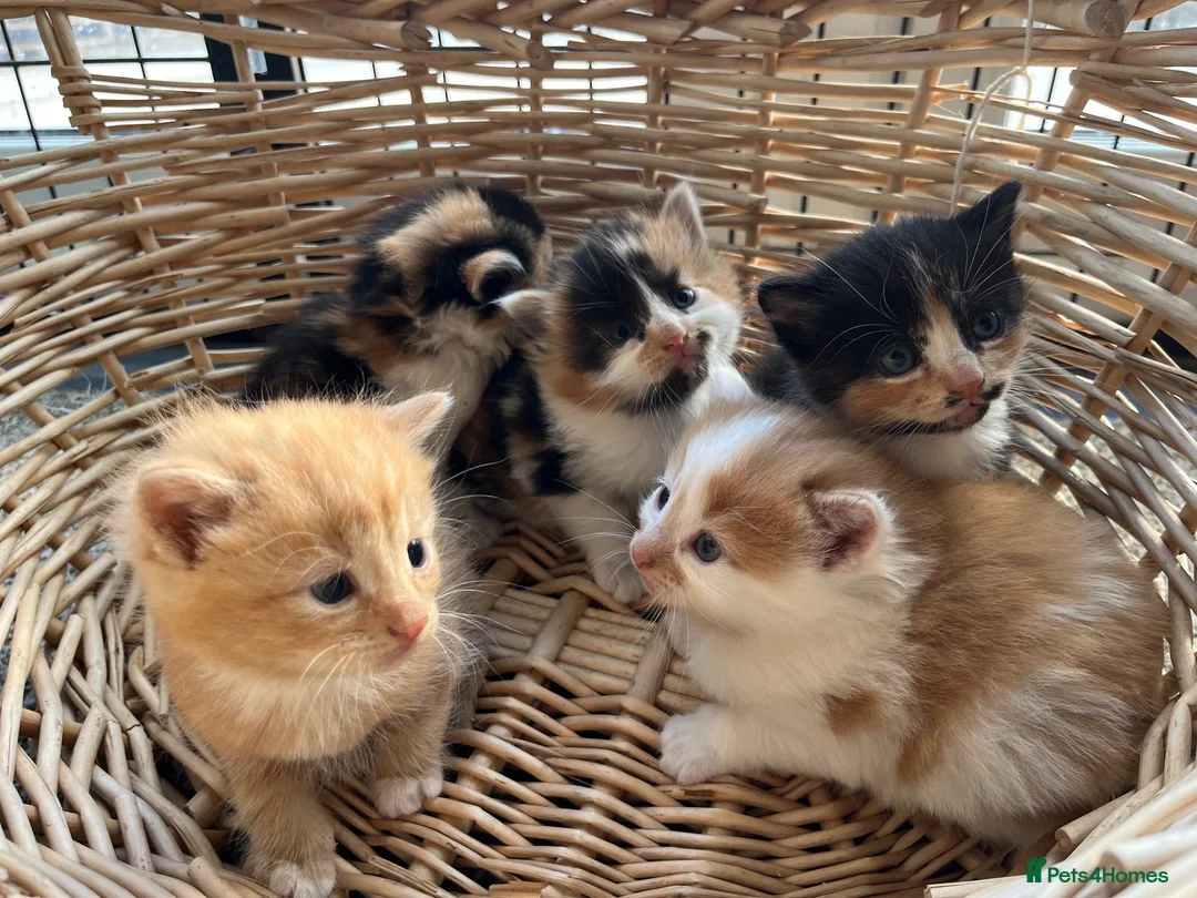 Mixed Breed cats for sale: Stunning tortoiseshell/ ginger long/mid hair kits - Advert 1