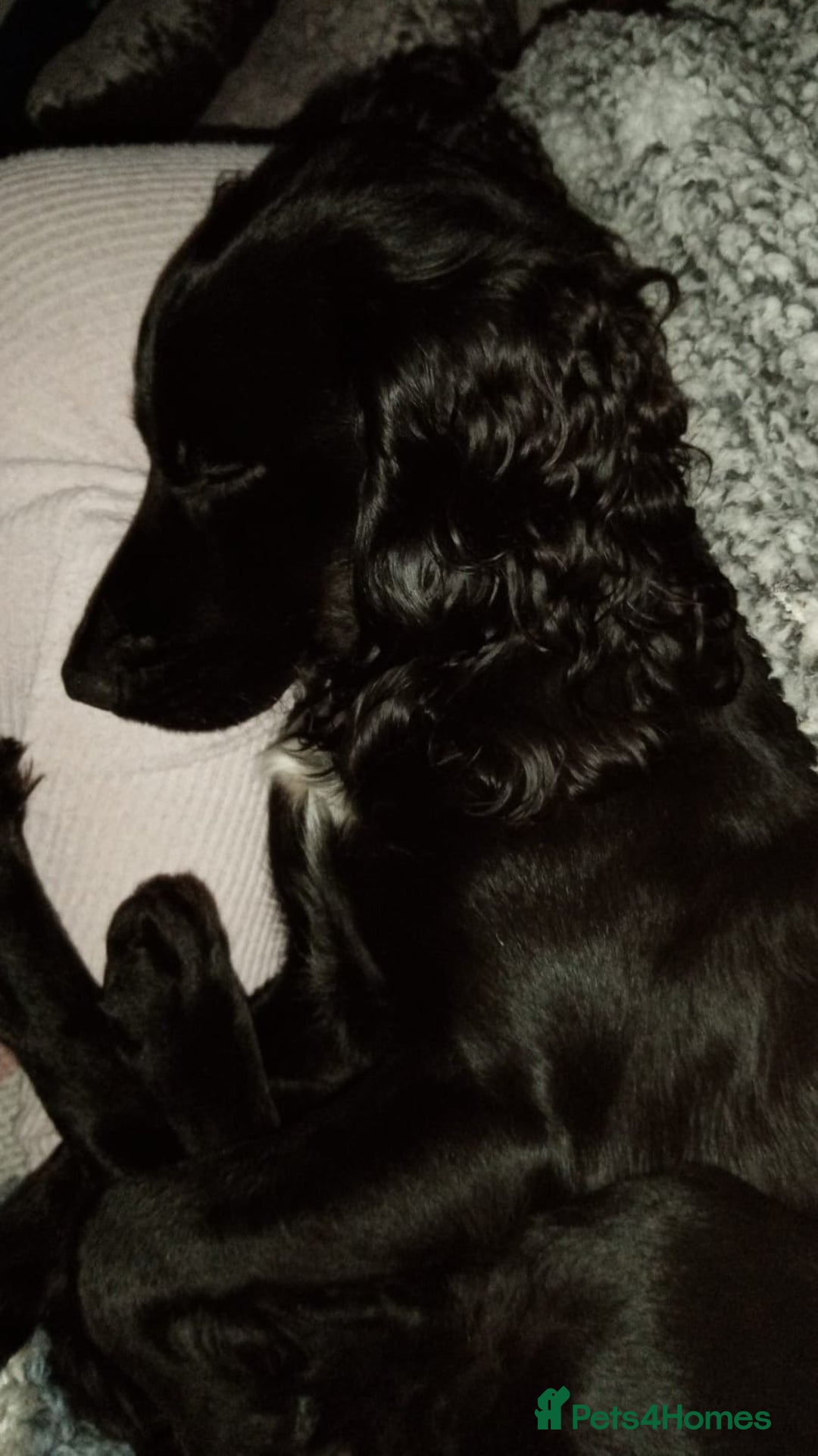 Cocker Spaniel dogs for stud: KC registered Cocker Spaniel Striker for stud - Image 24