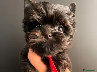 Yorkshire Terrier dogs 🎀 Tiny Little Mini Yorkshire Terrier Girls 🎀 - Advert 4