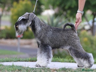 Miniature Schnauzer dogs - Advert 1