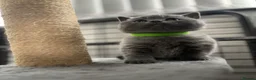 British Shorthair cats for sale: British shorthair kittens - Advert 9
