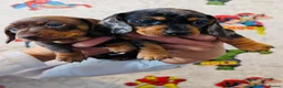 Miniature Dachshund dogs for sale: Male Miniature Dachshunds - Advert 13