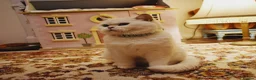 British Shorthair cats for sale: READY NOW PureBred British Shorthair Kittens! - Advert 15