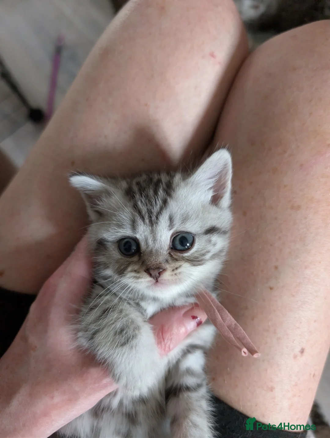 British Shorthair cats for sale: Full British shorthairs  - Advert 15