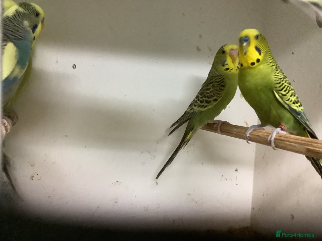 Budgerigars birds for sale: Young and Adult Budgies - Advert 14