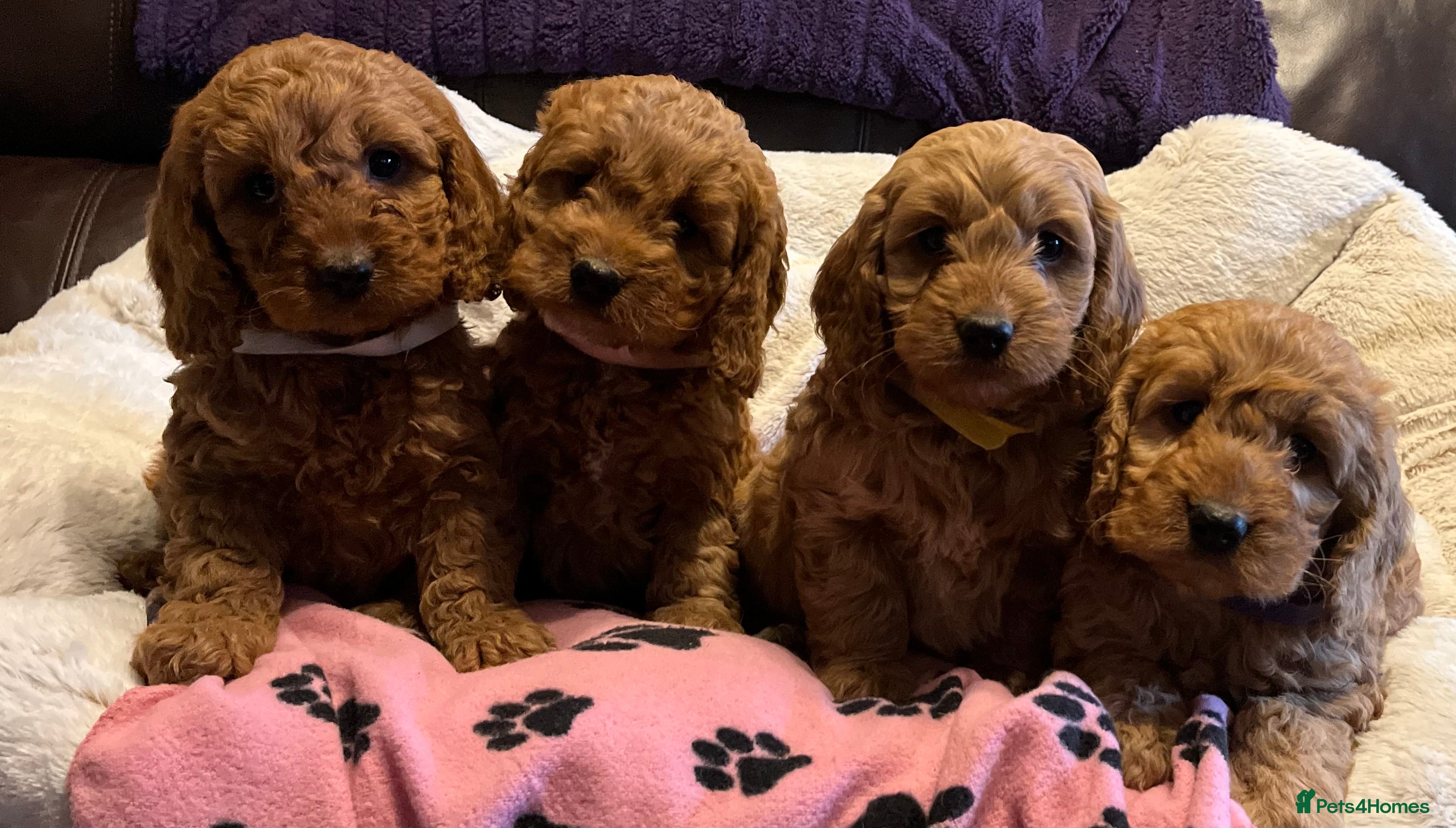 Cockapoo dogs Stunning cockapoo puppies  - Advert 4