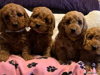 Cockapoo dogs Stunning cockapoo puppies - Advert 4