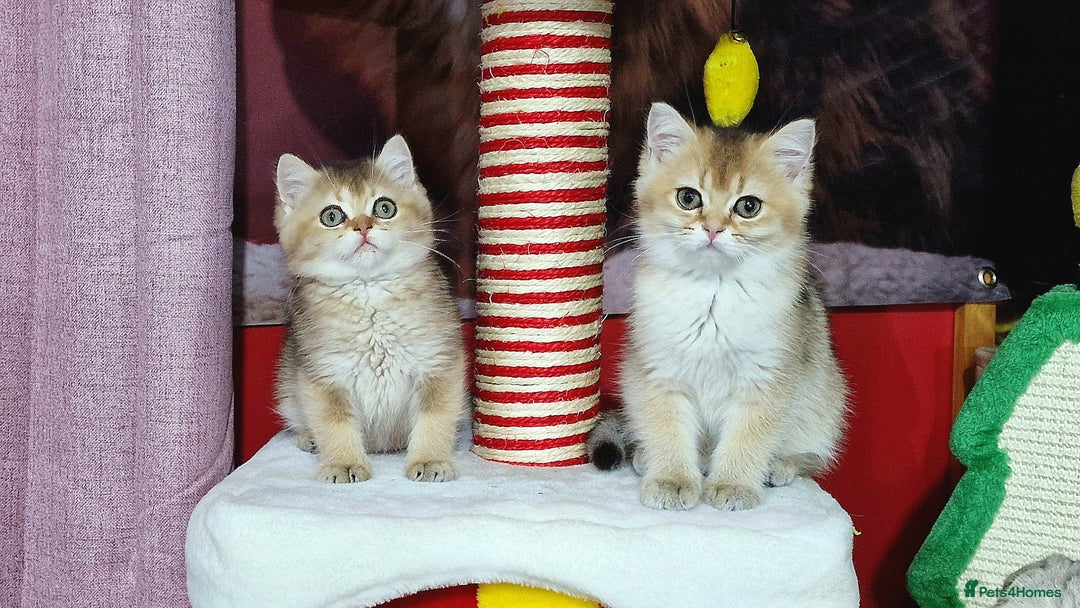 British Shorthair cats for sale: British shorthair pedigree kittens - Advert 3